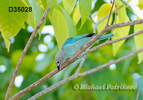 Blue-gray Tanager (Thraupis episcopus nesophilia)